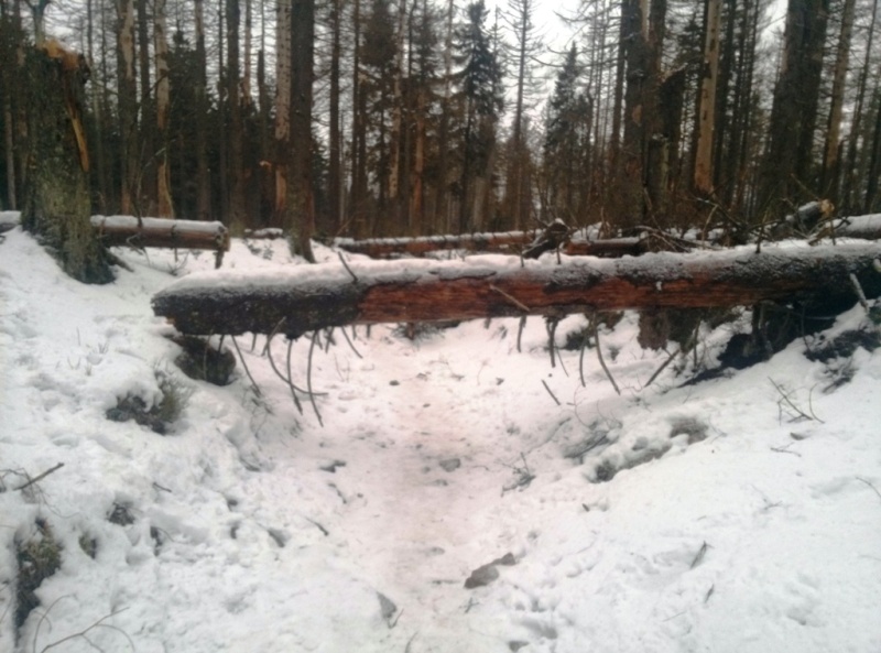 Winter forest near Oderbruck